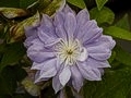 Clematis Chalcedony IMG_2448 Powojnik